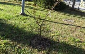 Nasadzenie drzew i krzew&oacute;w miododajnych na terenie Gminy Nowa Słupia 2026&nbsp; 5