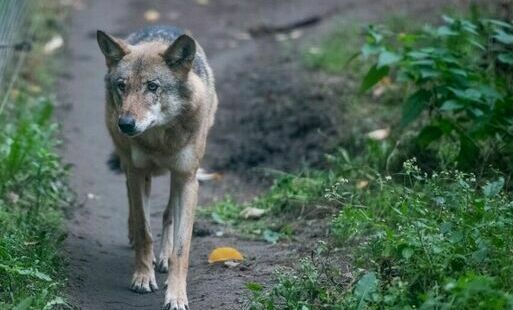 Zdjęcie do Wilki w Gminie Nowa Słupia. Co trzeba wiedzieć? Jak się zachowywać?