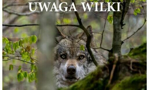 Zdjęcie do Ogłoszenie Burmistrza Miasta i Gminy Nowa Słupia dotyczące zdarzeń z udziałem wilk&oacute;w.
