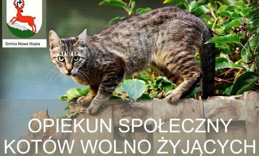 Zdjęcie do Ogłoszenie o naborze na Społecznego opiekuna kot&oacute;w wolno żyjących z terenu Gminy Nowa Słupia
