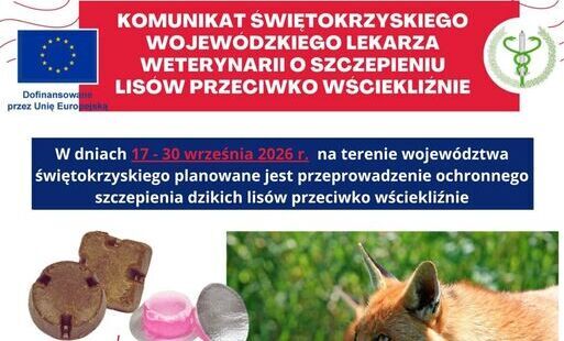 Zdjęcie do W dniach 17 &ndash; 30 września 2026r. na terenie wojew&oacute;dztwa świętokrzyskiego planowane jest przeprowadzenie ochronnego szczepienia dzikich lis&oacute;w przeciwko wściekliźnie.