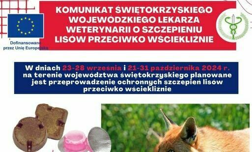 Zdjęcie do Szczepienie ochronne  lis&oacute;w przeciwko wściekliźnie. Komunikat.